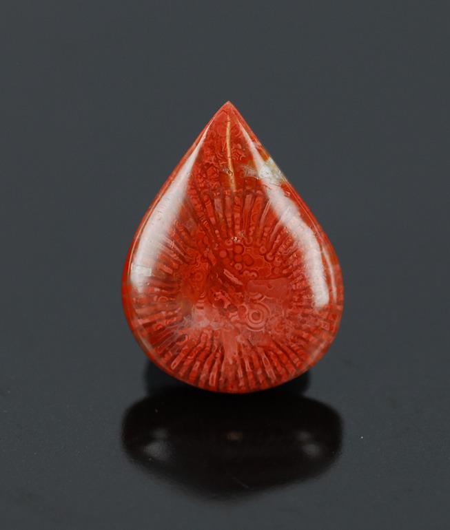 fossilised red horn coral cabochon