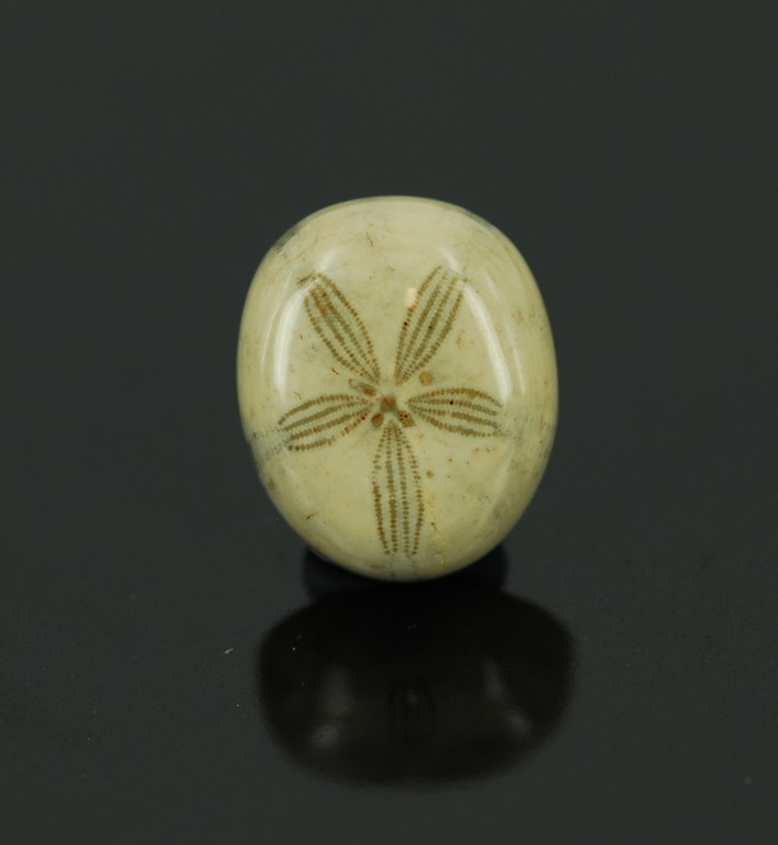 fossil sand dollar cabochon